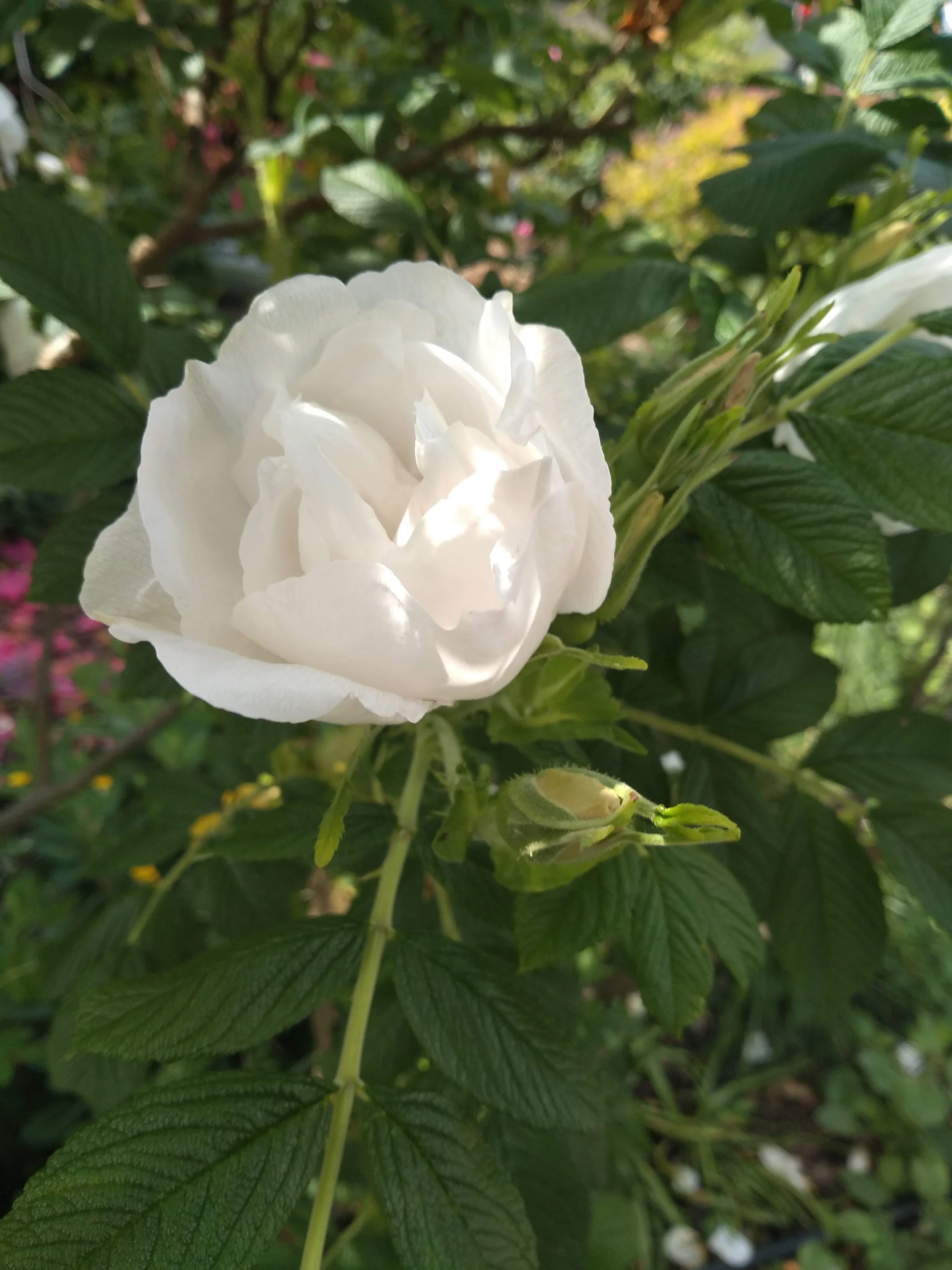 2021 rugosa alba.jpeg