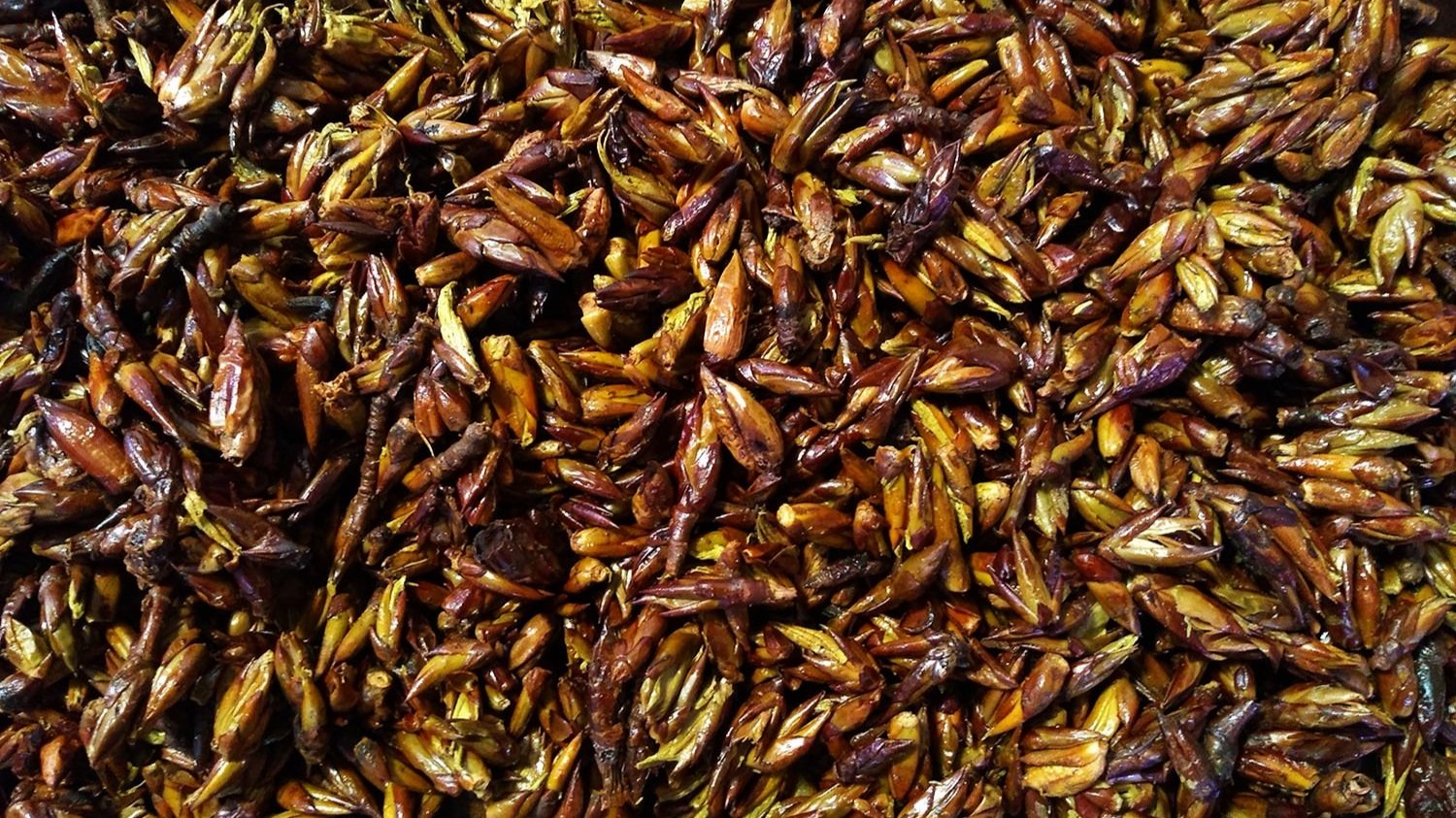 2021+03+cottonwood.jpg