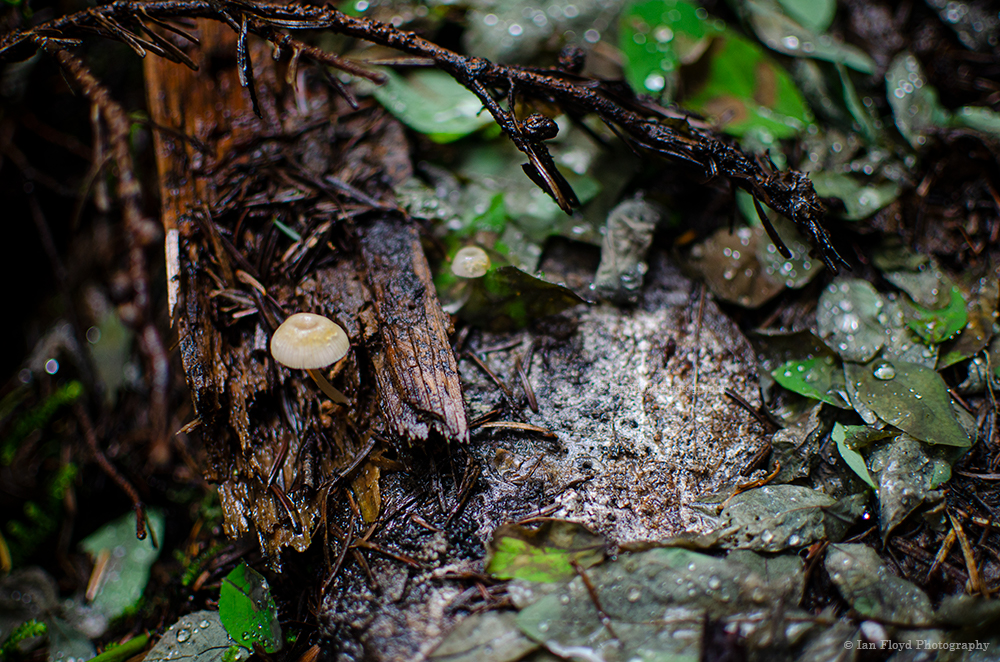 2SmallMushies.jpg