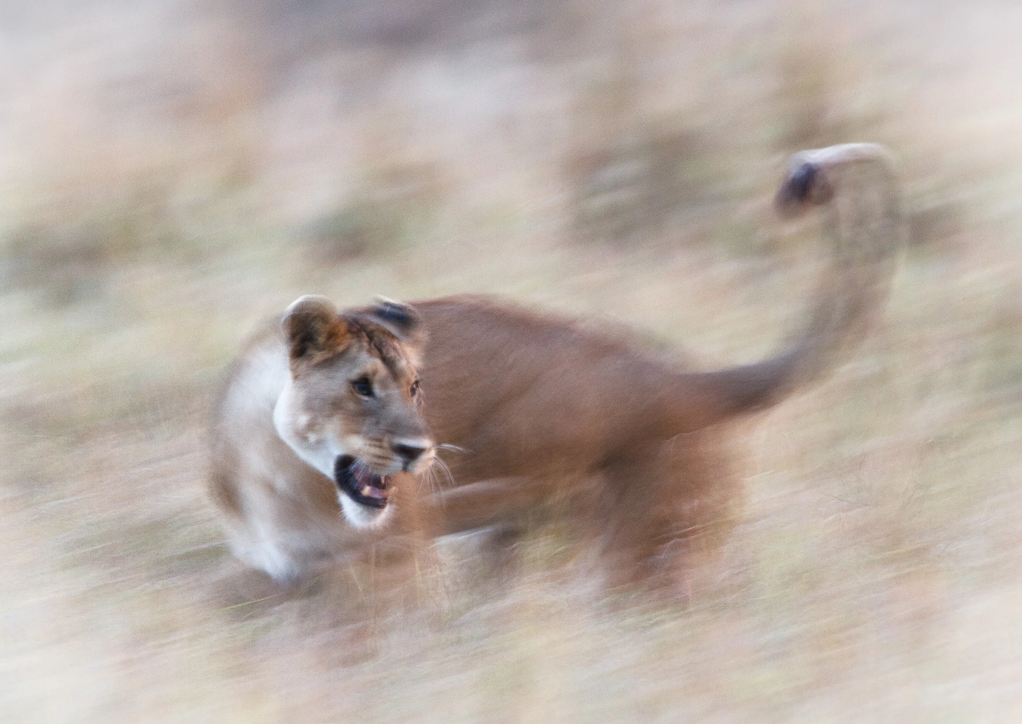 End of The Chase.jpg