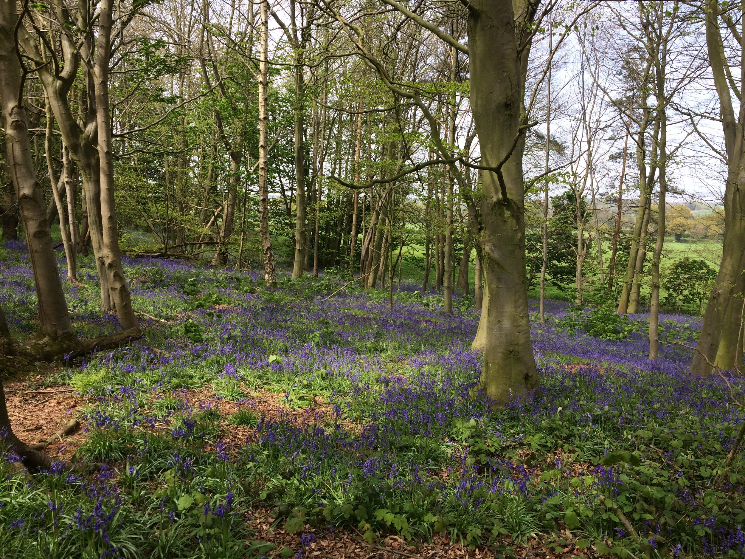 Canterbury Trails: Kent
