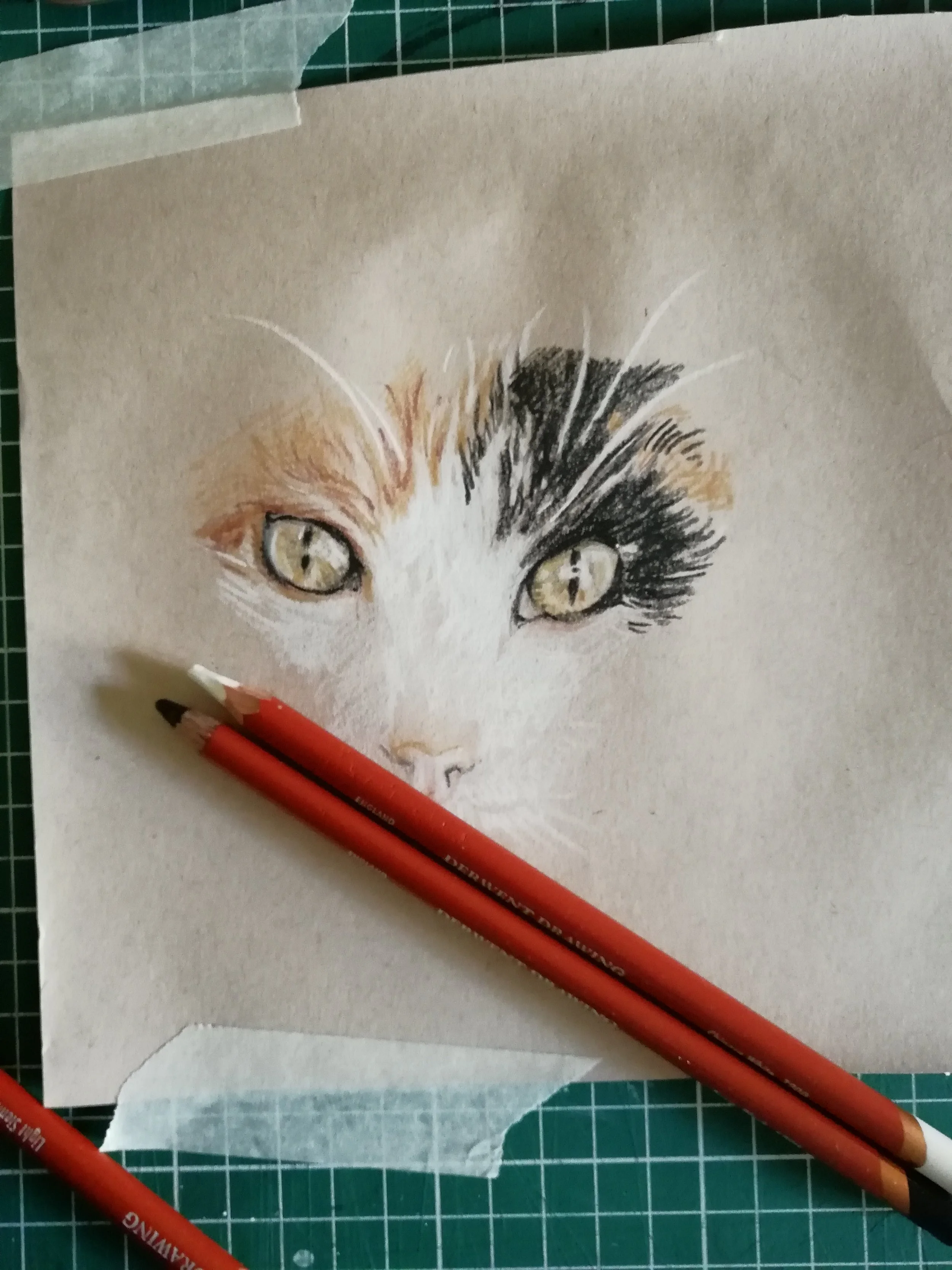 cat_eyes.jpg