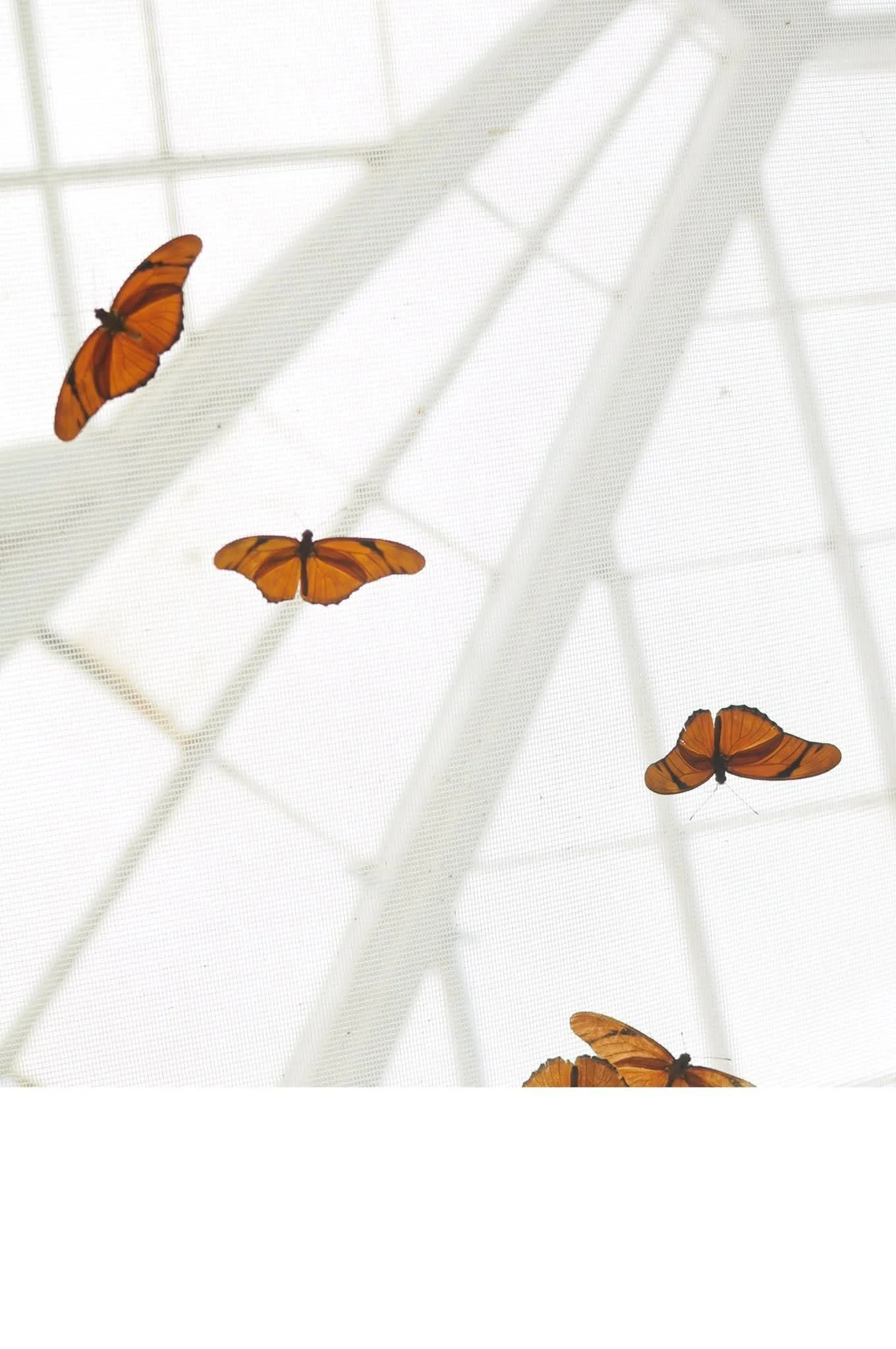 butterfly.jpg