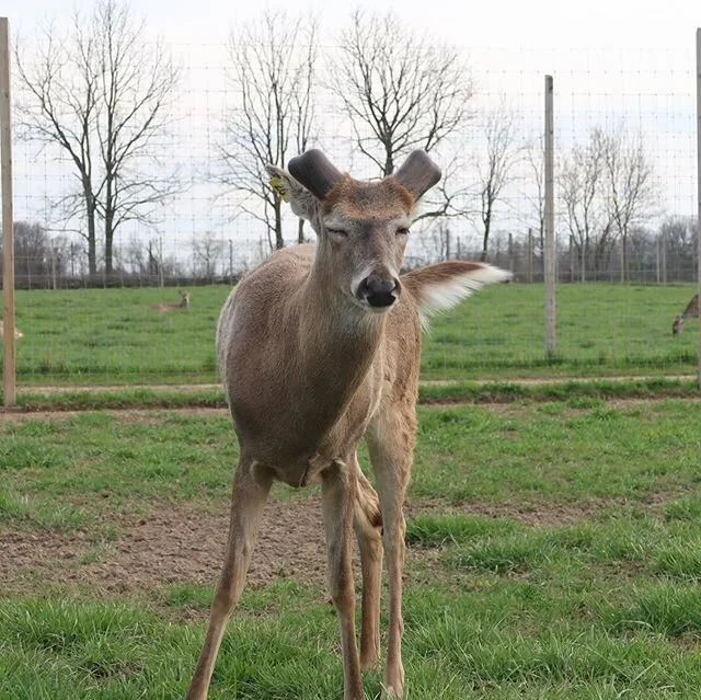 Overhead, the first place 2yr old typical in Michigan, off to a good start on his three year old rack... he always squints when I take out the camera...A couple 2yr olds pushing bone... and how many Fed fawns do you think this doe is packing?! Three 