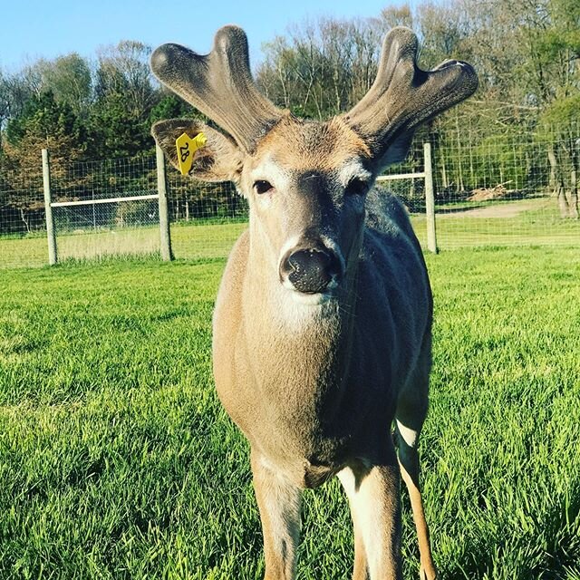 Overhead at 3 yrs old...at 2 his longest brow was 13&rdquo;. What&rsquo;s he going to do this year?! #overhead #breederbuck #deerfarmer #uniteddeerfarmersofmichigan #udfom #nadefa #typical #totallytypicaltuesday