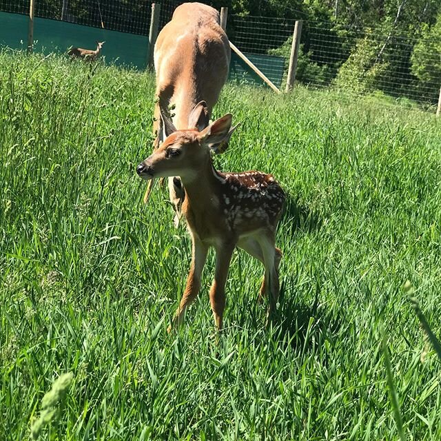 Big little fella born today. Sudden Express/Stone Colds sister(Maxbo XL/Sunny Jr.) Pretty excited to see what he does in a couple years!
#breederbuck #suddenexpress #deerbreeder #buckfawn #deerfarming #deerfarmer #uniteddeerfarmersofmichigan #nadefa