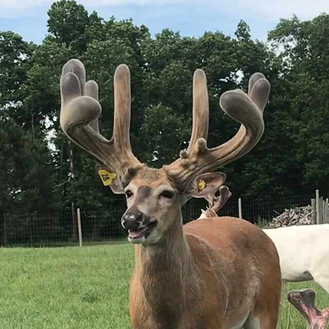 Overhead at 3yrs old, coming in for some closeup shots. #breederbuck #deerfarm #uniteddeerfarmersofmichigan #typical #browtines #blacklabelbrows