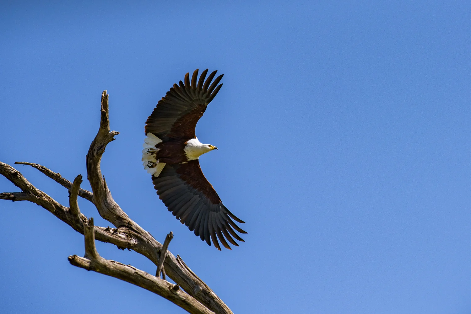 _DSC7333.jpg