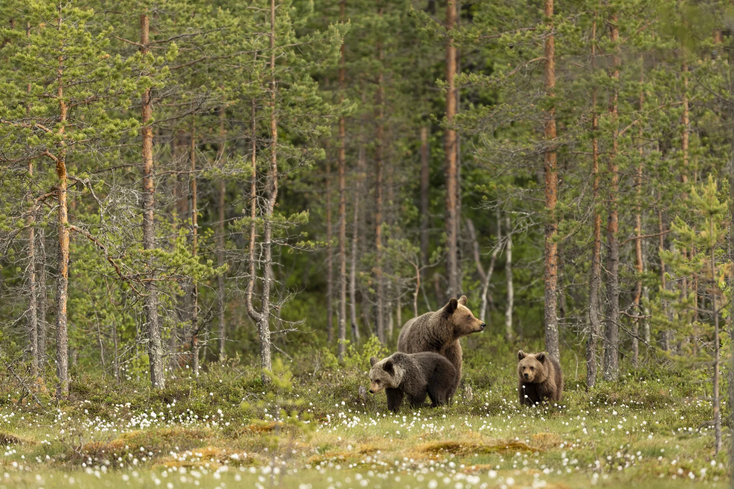 Finland18 (8 av 10).jpg