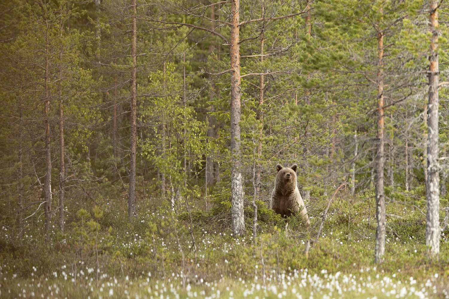 Finland18 (7 av 10).jpg