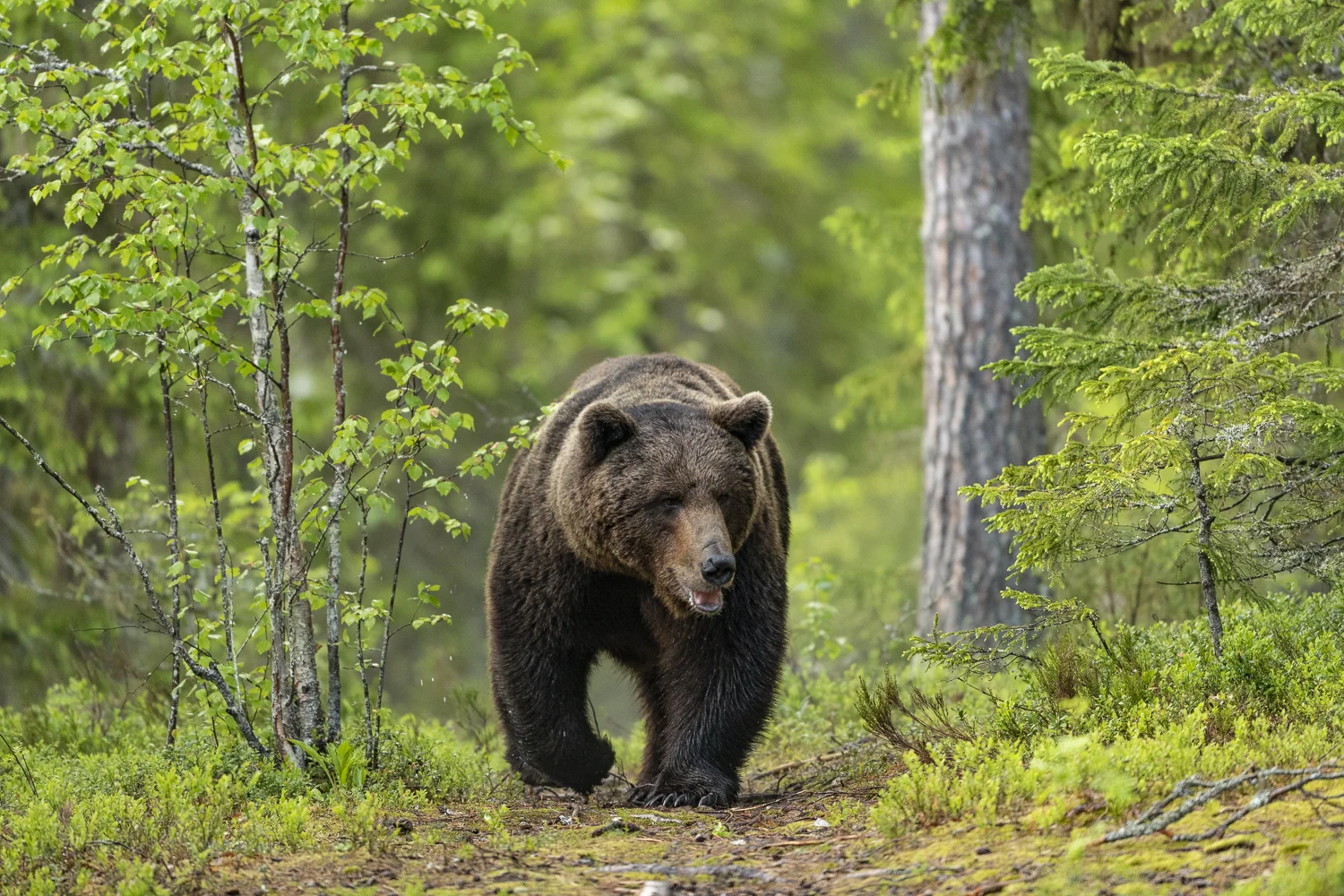 Finland18 (6 av 10).jpg