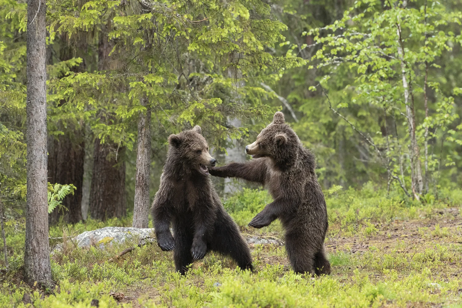 bears Finland 2018 (5 av 10).jpg