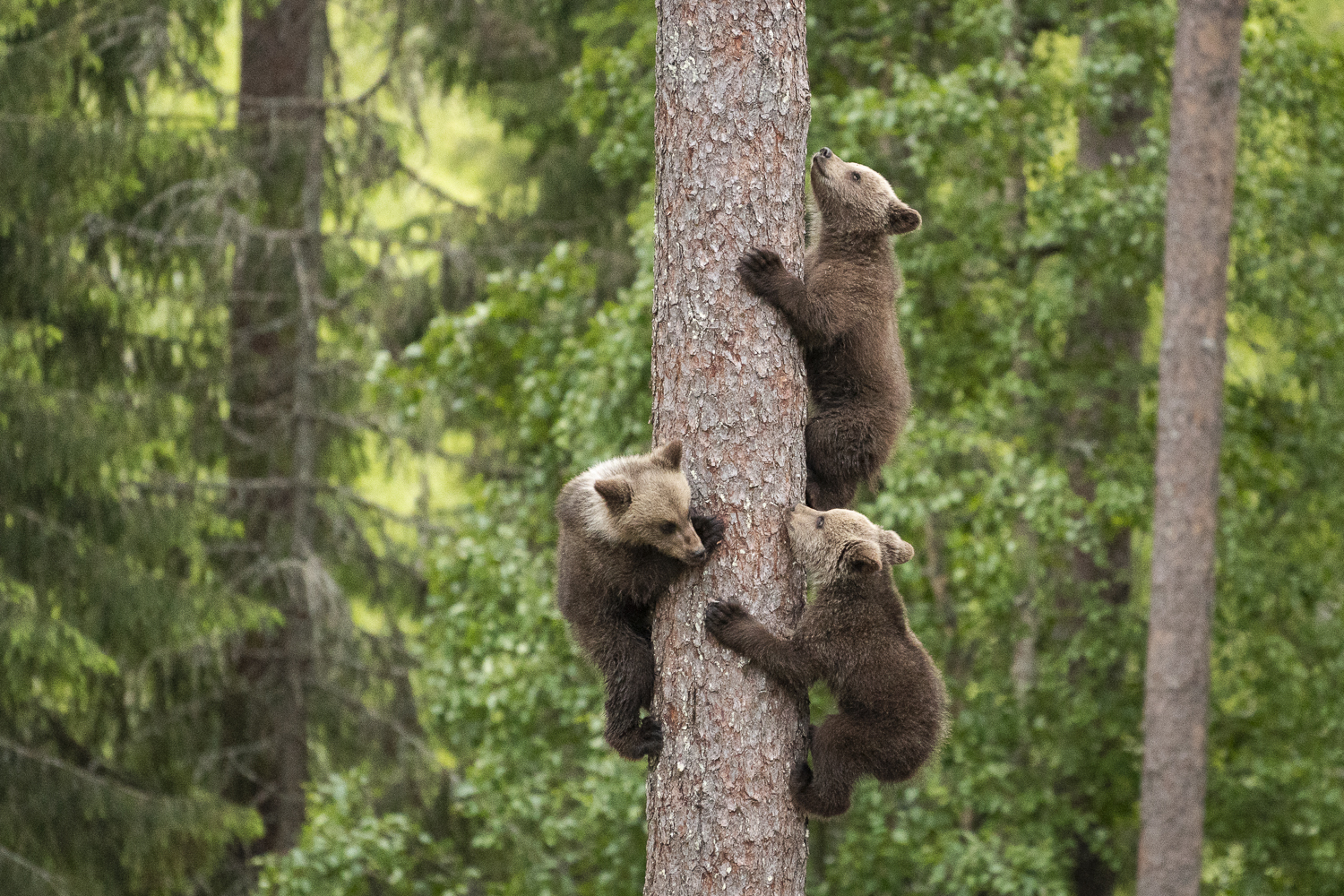 bears Finland 2018 (3 av 10).jpg