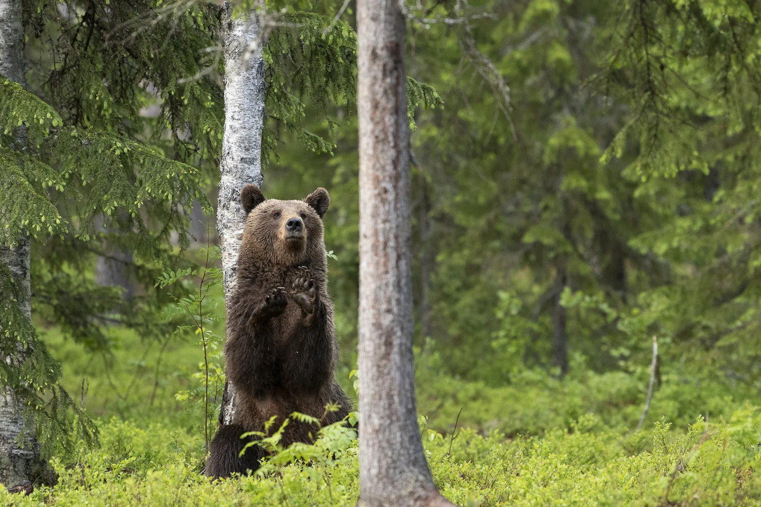 bears Finland 2018 (7 av 10).jpg