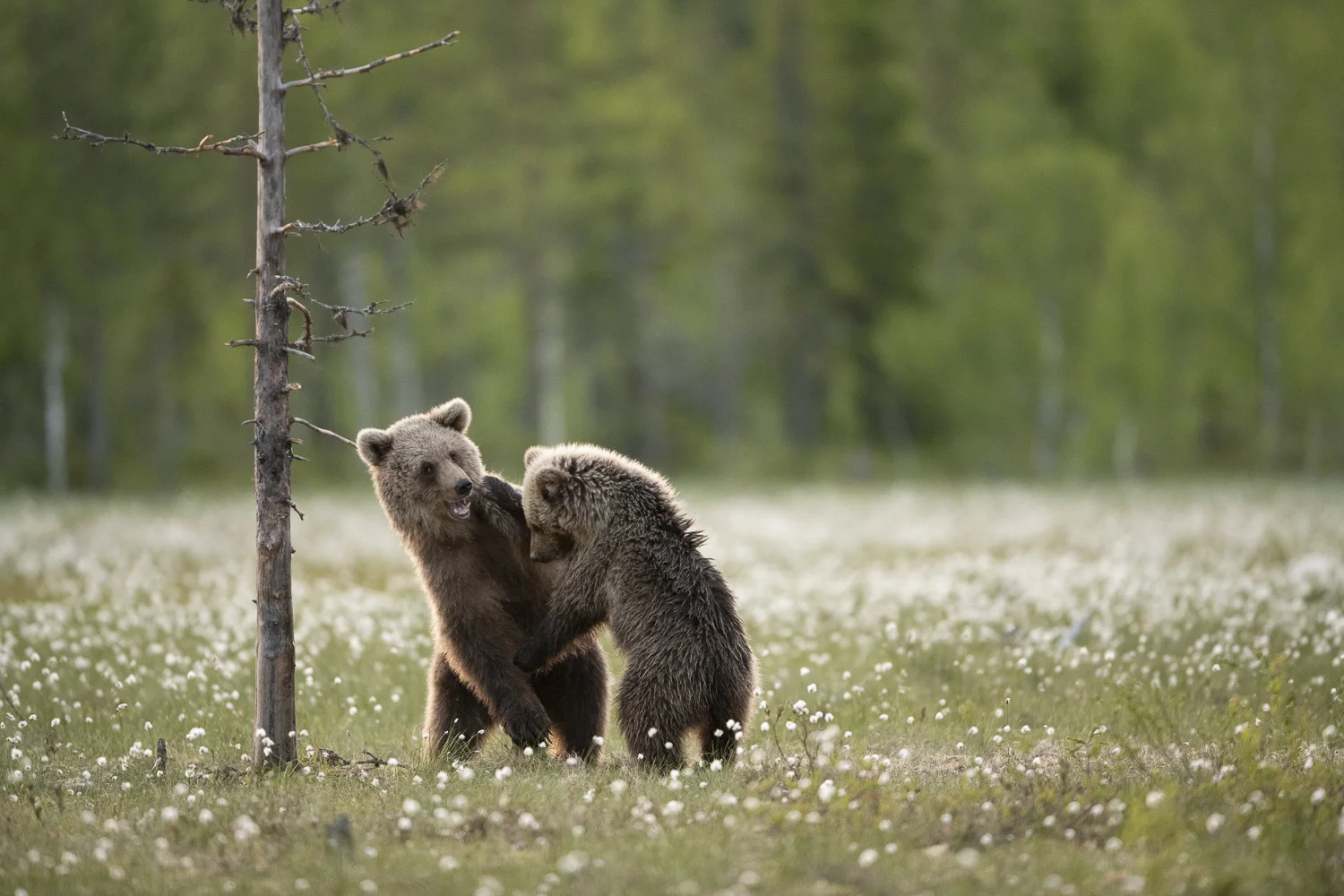 bears Finland 2018 (2 av 10).jpg