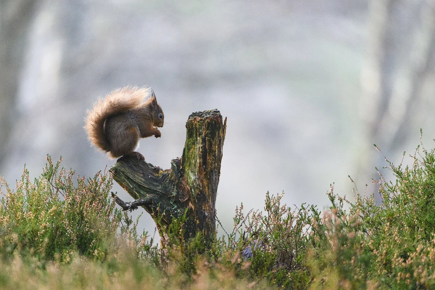 Cairngorm 2018 (1 av 9).jpg