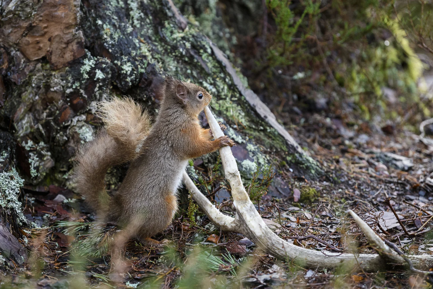 Cairngorm 2018 (3 av 9).jpg