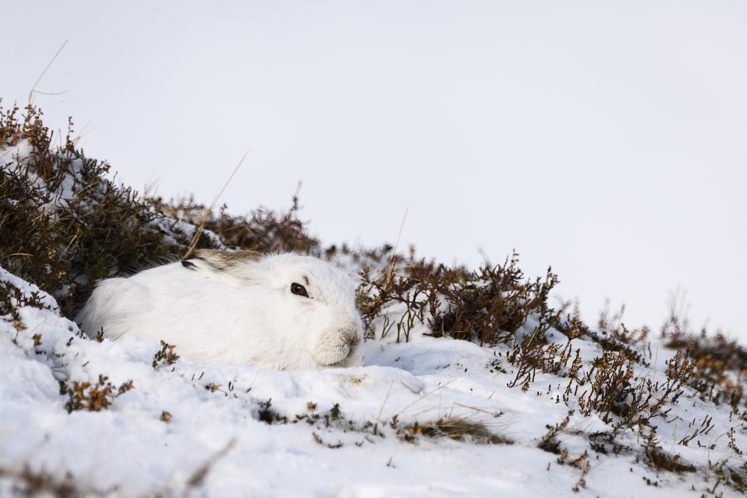 Cairngorn 2018 screen (35 av 92).jpg