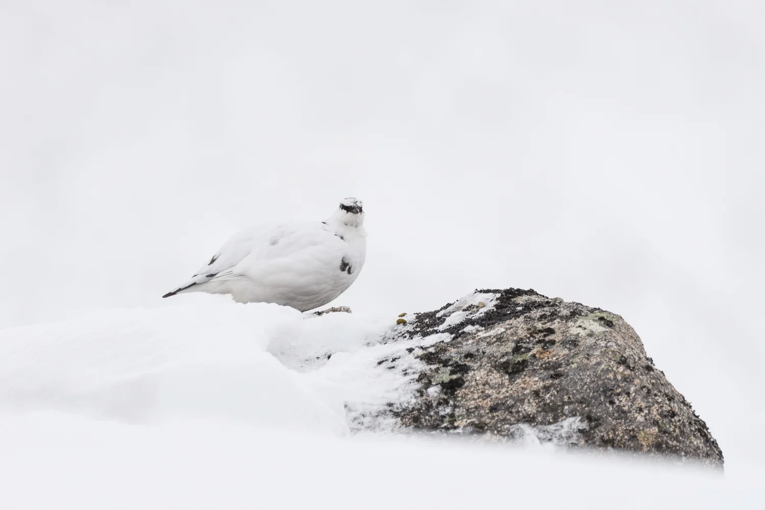 fjällripor i Cairngorm (3 av 3).jpg