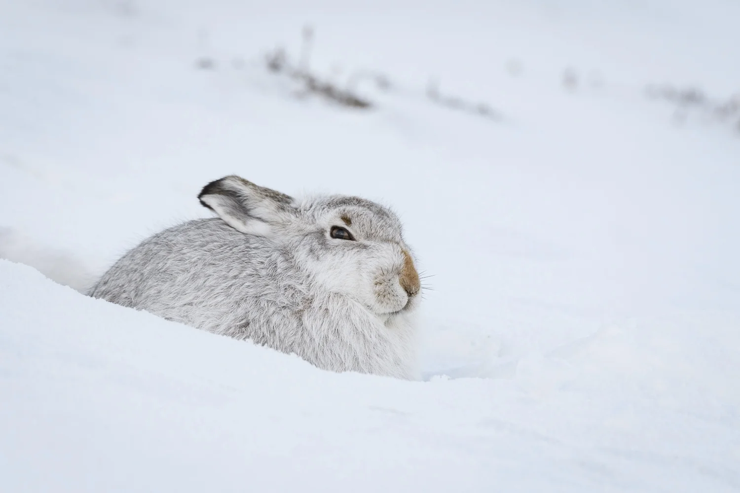 Cairngorm 2018 (6 av 9).jpg