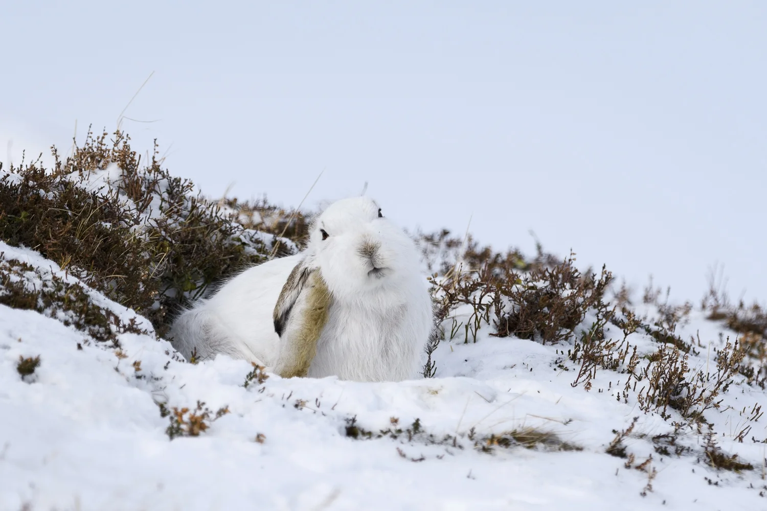 Cairngorn 2018 screen (41 av 92).jpg