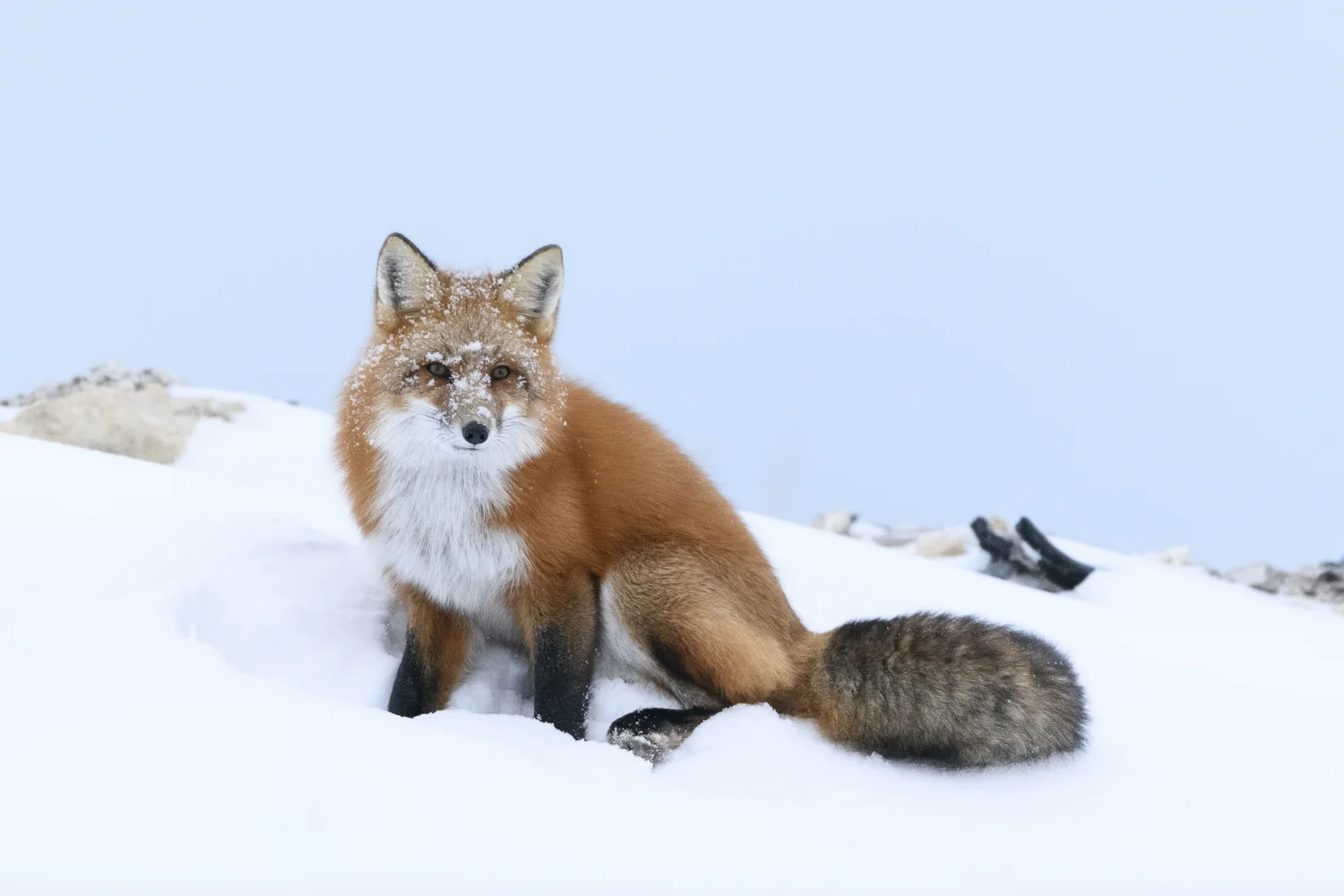 churchillfox2018 (1 av 1)-2.jpg