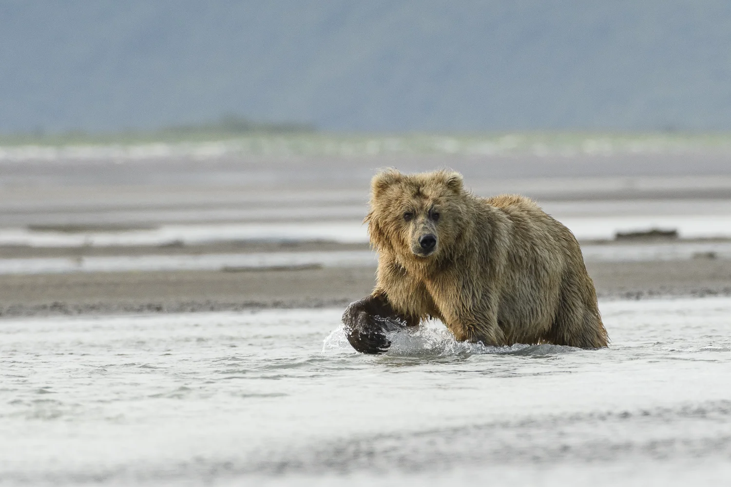 Alaska2016 (1 av 1).jpg