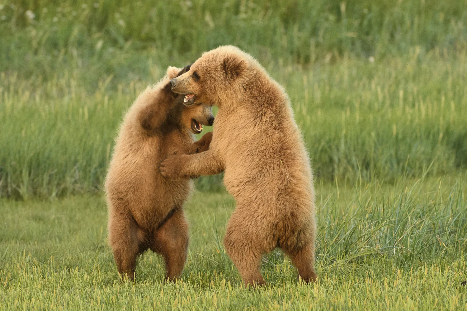 Alaskaaugust2016 (1 av 1)-6.jpg