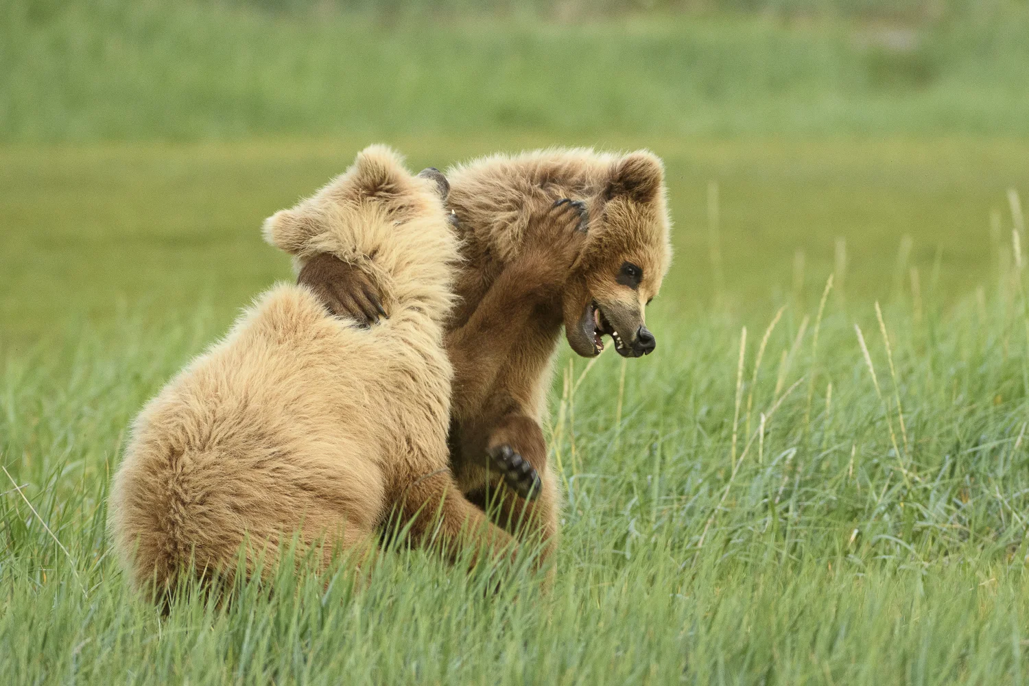 Alaskaaugust2016 (1 av 1)-7.jpg