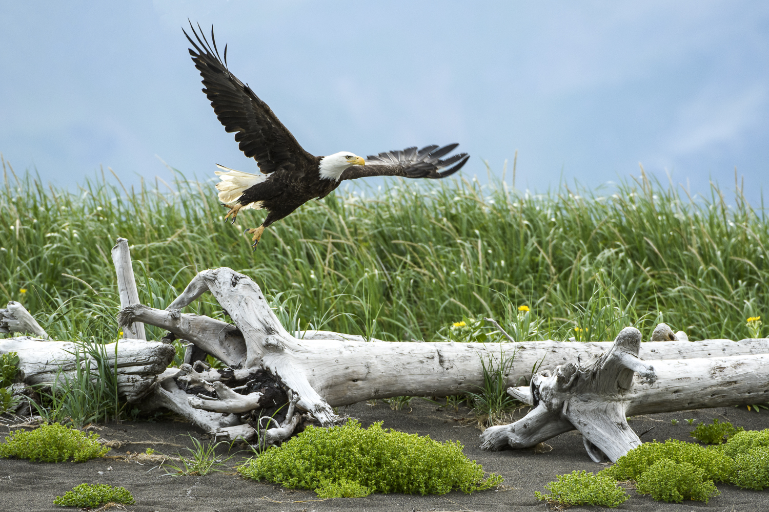Alaskaaugust2016 (1 av 1)-8.jpg