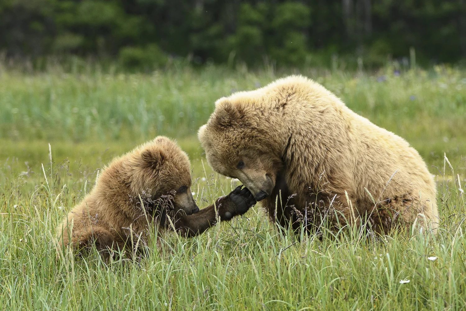 Alaskaaugust2016 (1 av 1).jpg