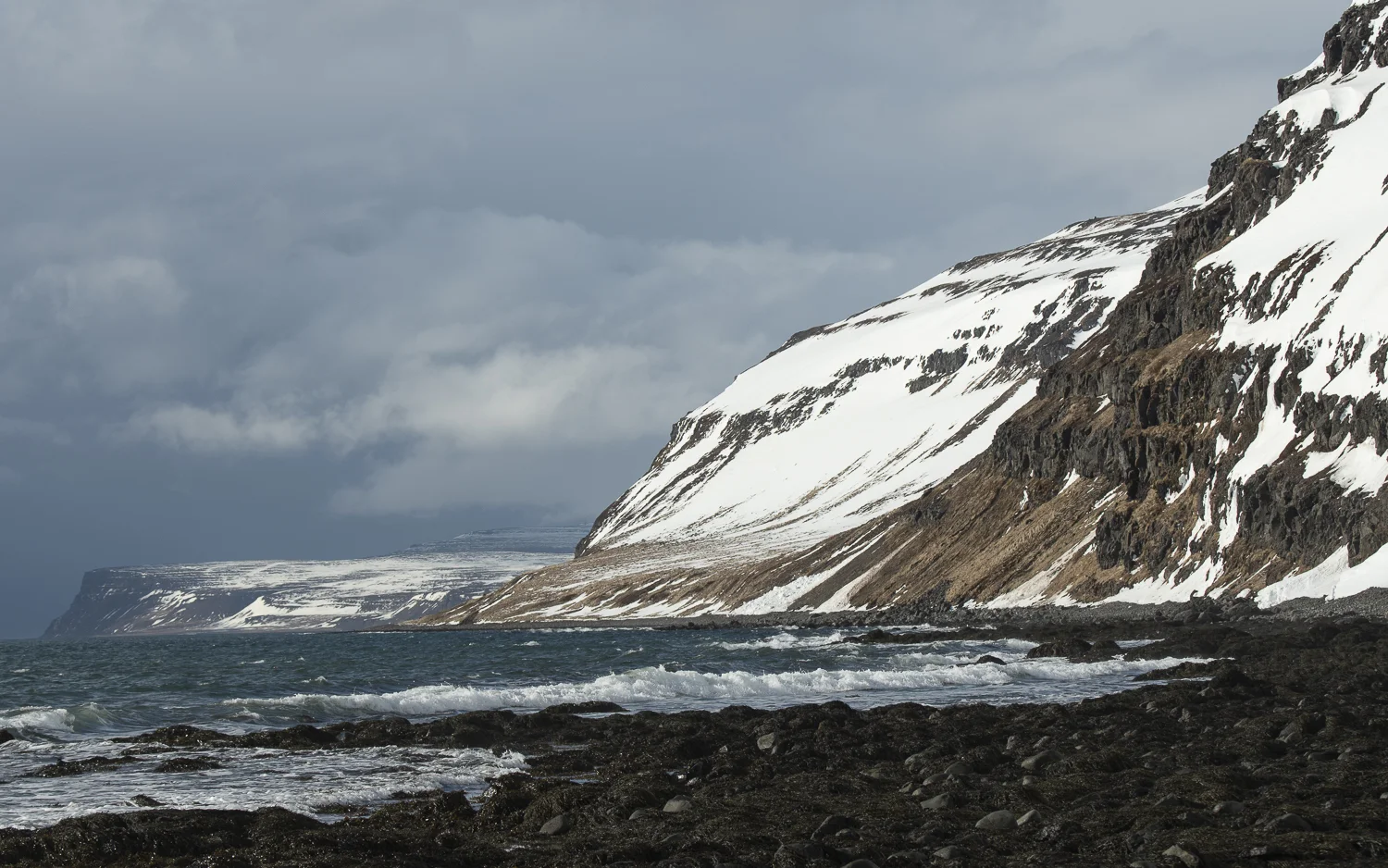 Fjällräv mars 2019 (27 av 100).jpg