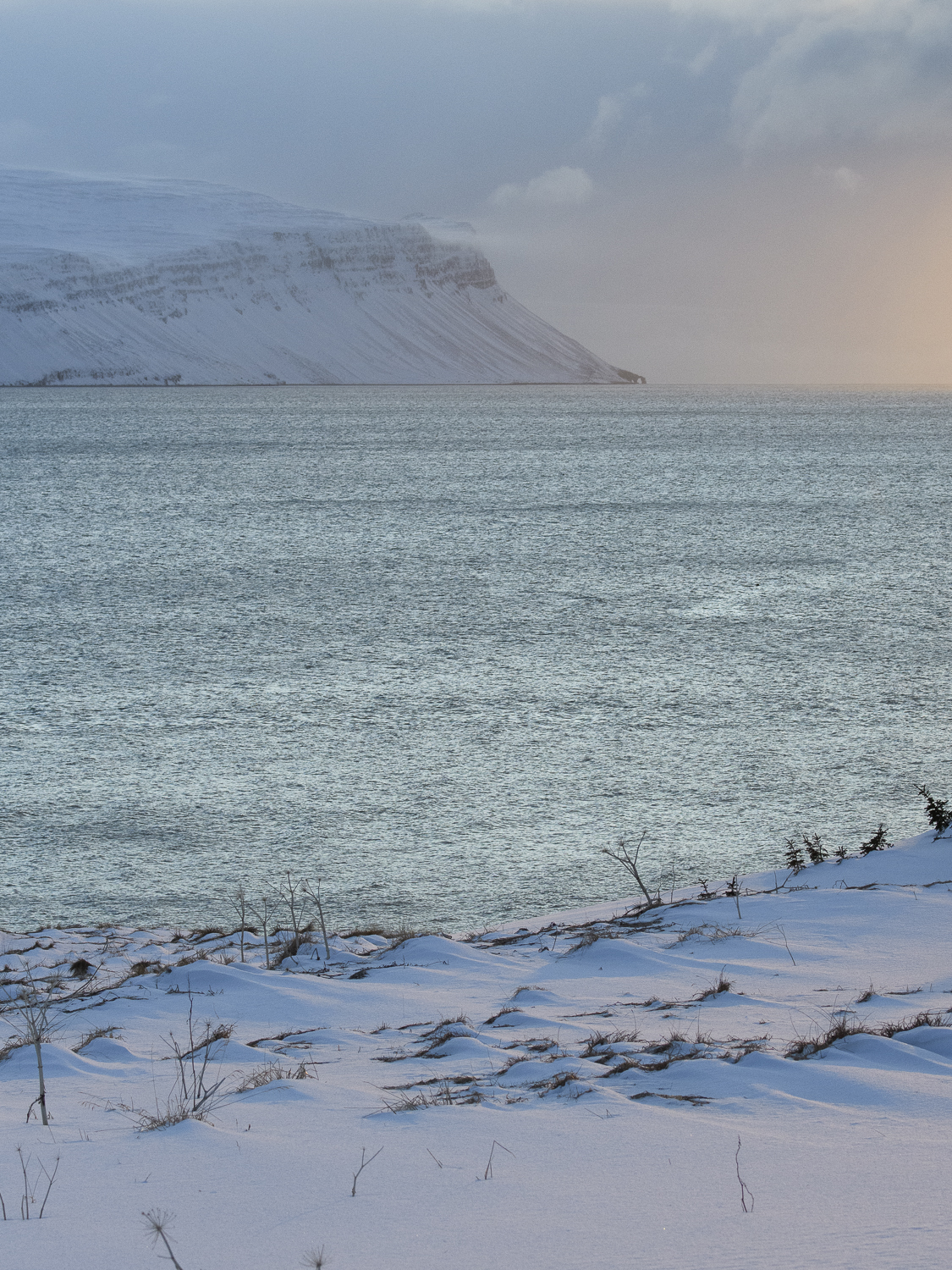Fjällräv mars 2019 (86 av 100).jpg