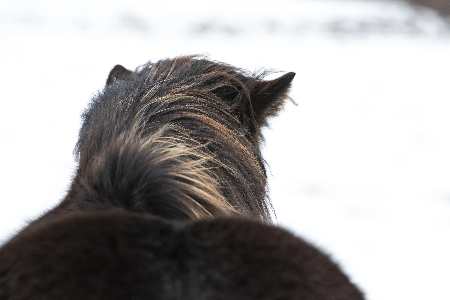 Islandshästar feb 2019 (15 av 26).jpg
