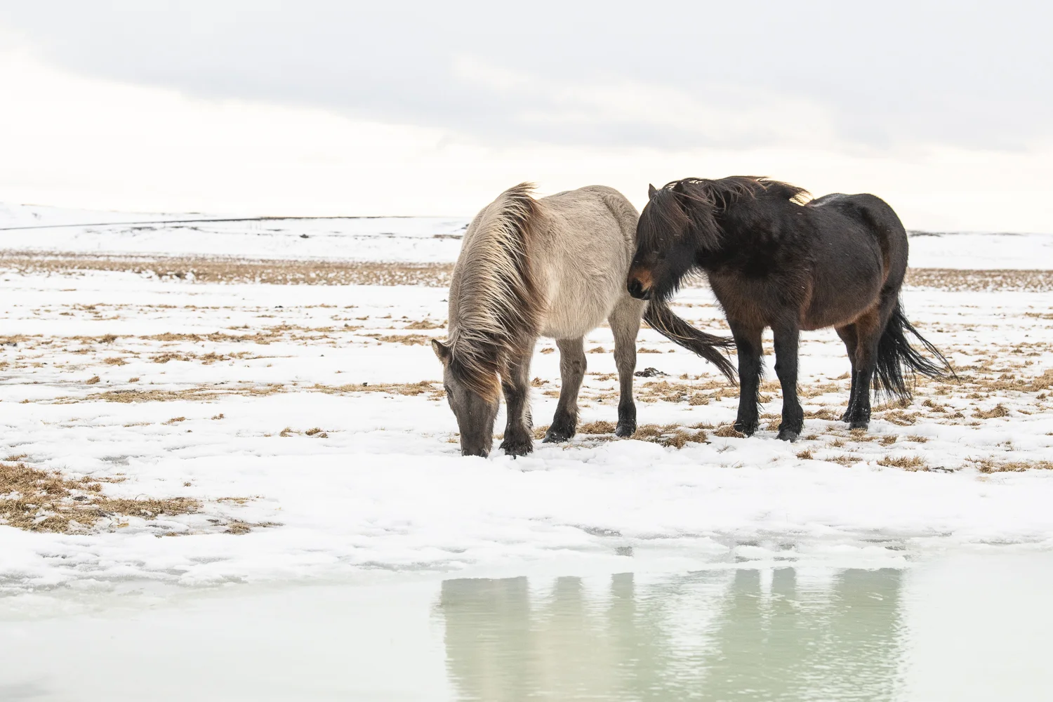 Islandshästar feb 2019 (17 av 26).jpg