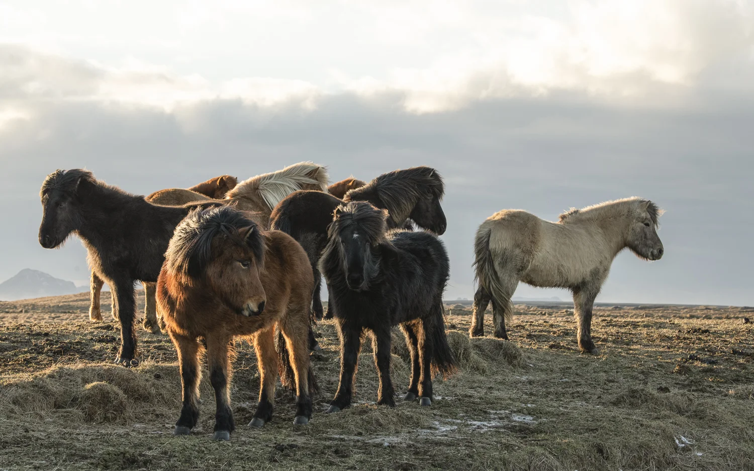 Islandshästar feb 2019 (22 av 26).jpg