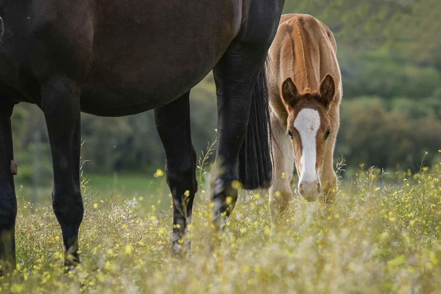 Lusitano 4 2018 (1 av 1).jpg