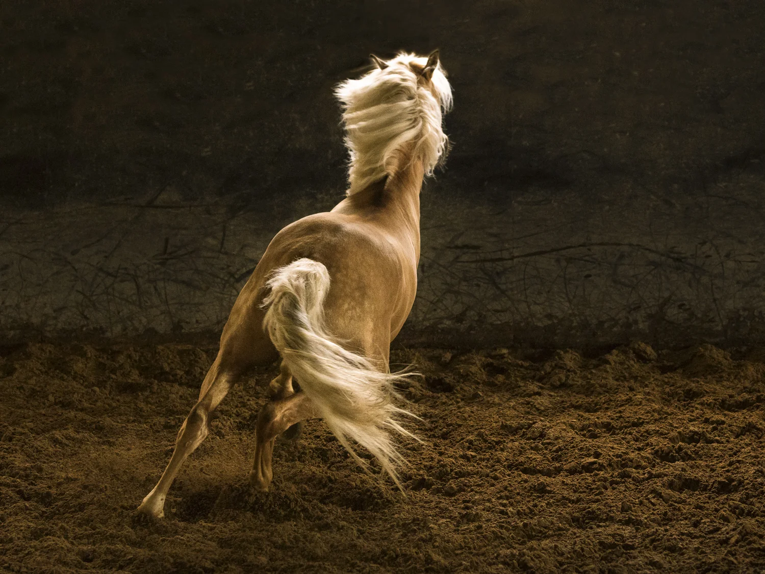 Lusitano 7 2018 (1 av 1).jpg