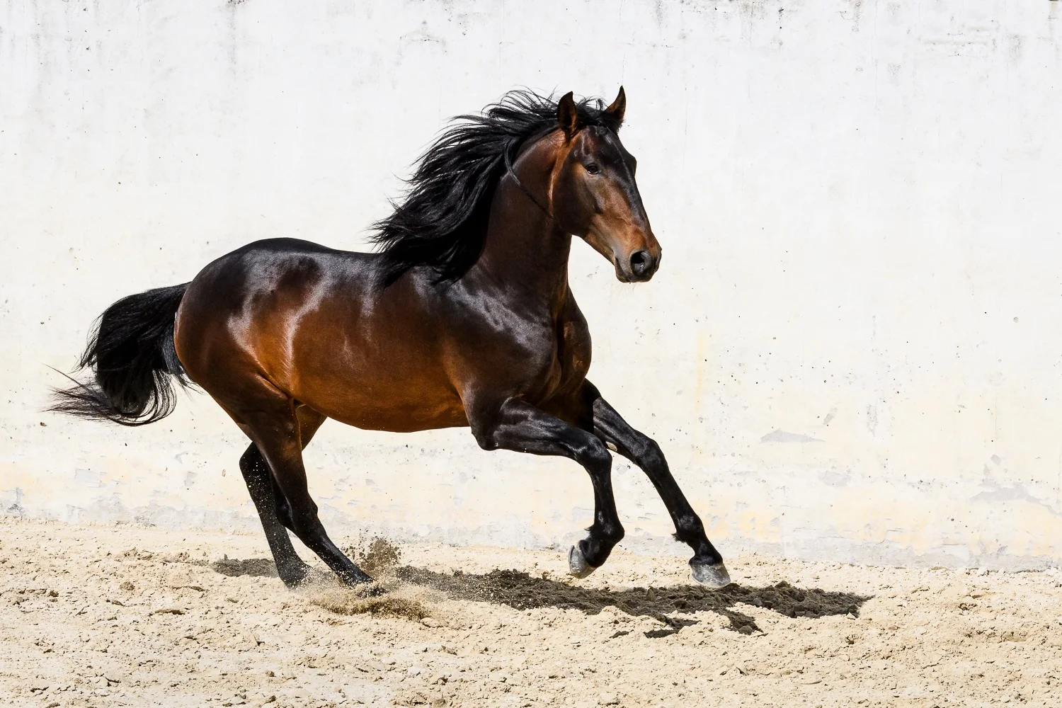Lusitano 2 2018 (1 av 1).jpg