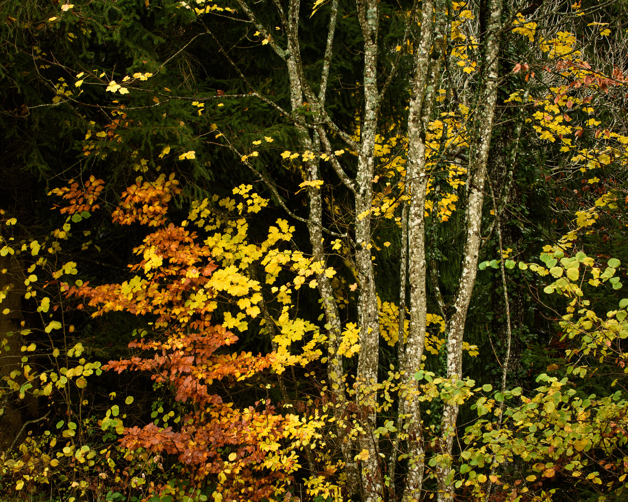  Haute-Savoie, France 2014 