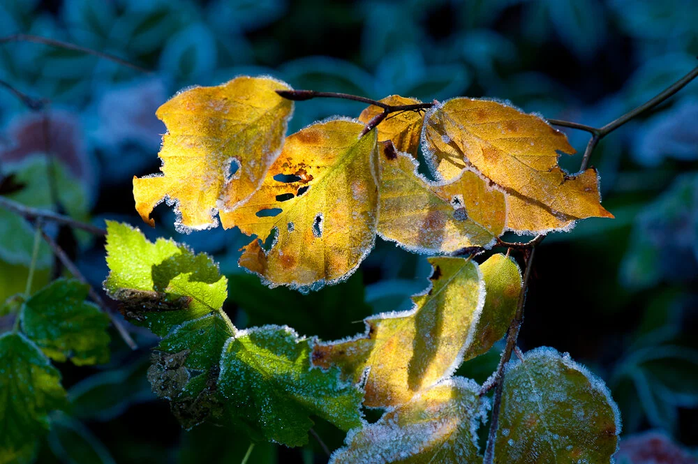  Haute-Savoie, France 2011 