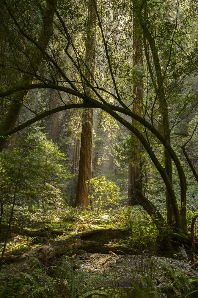  California, US 2014 