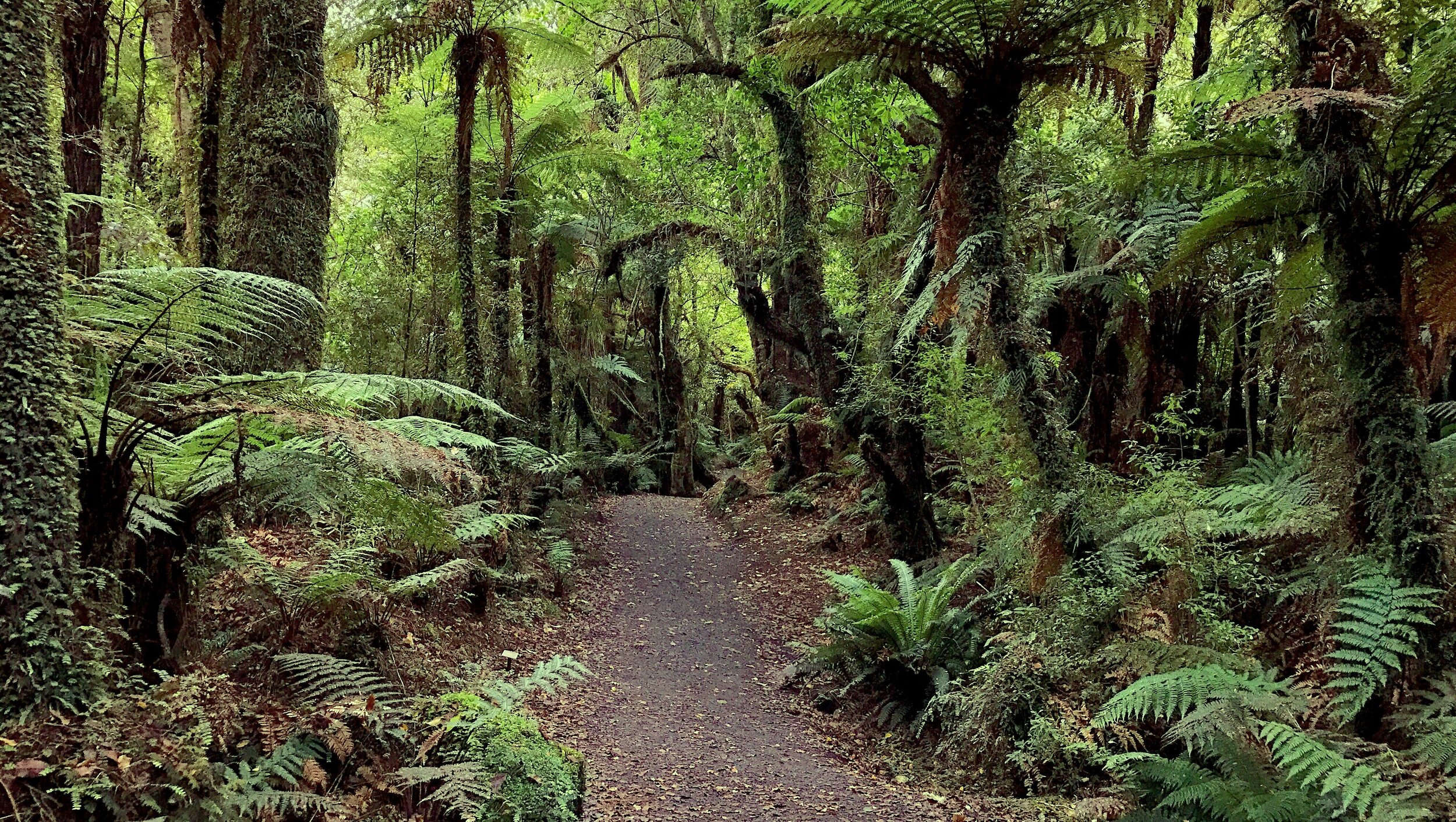  Catlins forest park, New Zeeland 2017 