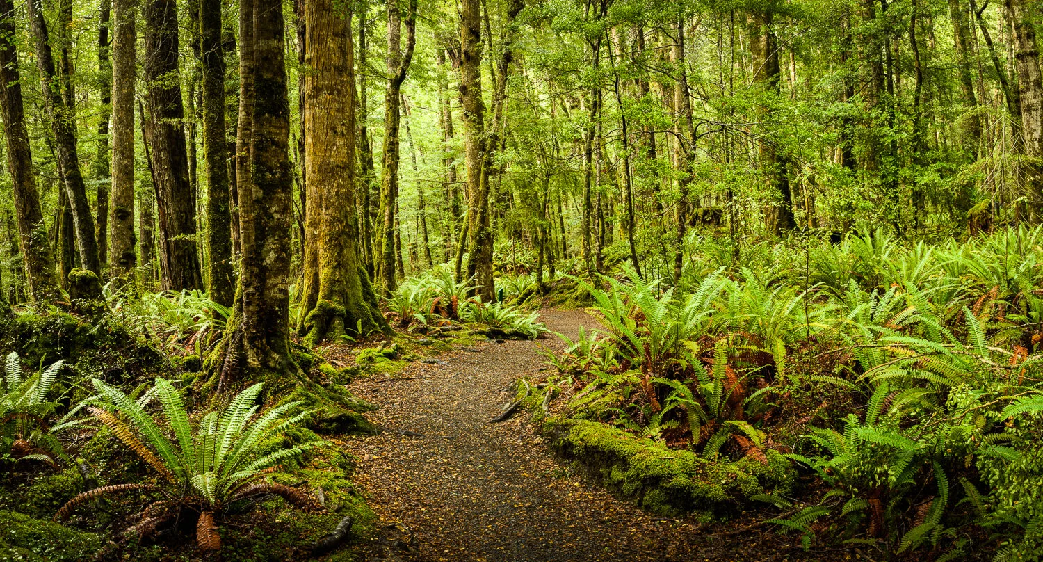  Catlins forest park, New Zeeland 2017 
