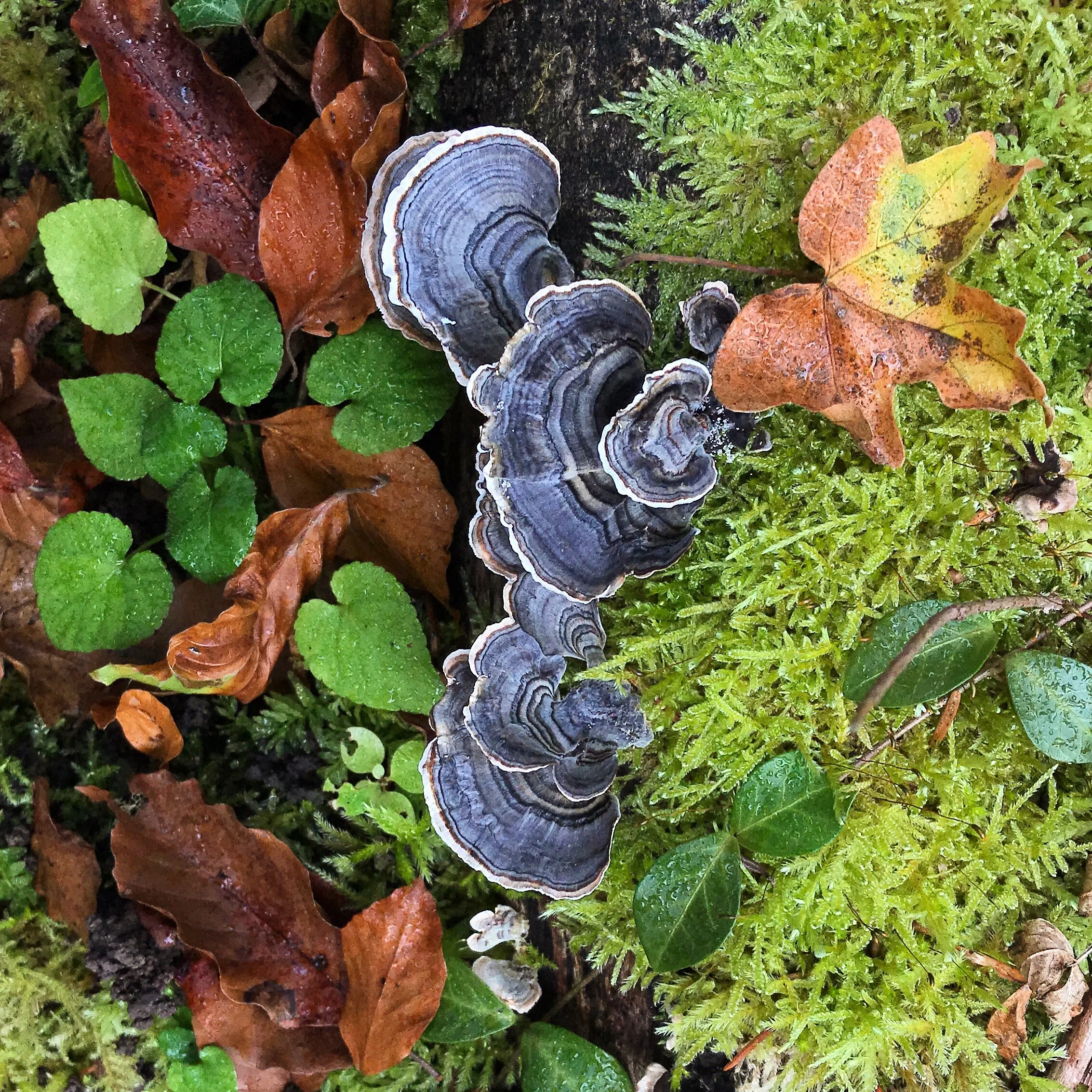  Haute-Savoie, France 2017 