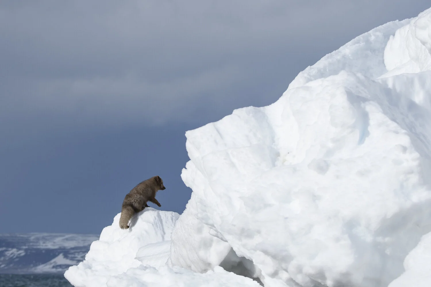 Fjällräv mars 2019 (16 av 100).jpg