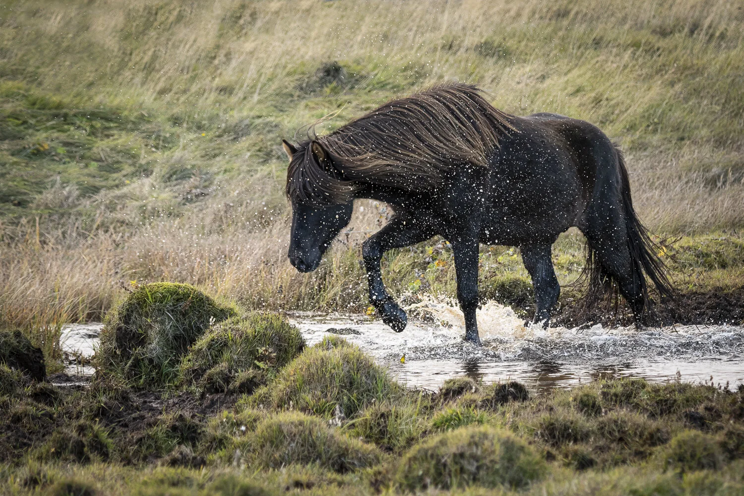 Islandshästar 10 2019 (1 av 1).jpg