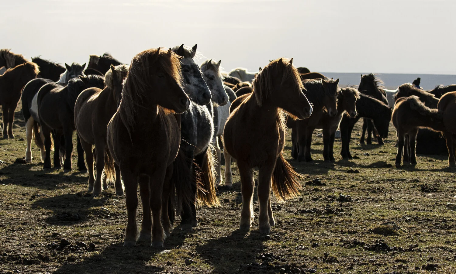 hästar på hed 10 2019 (1 av 1)-2.jpg
