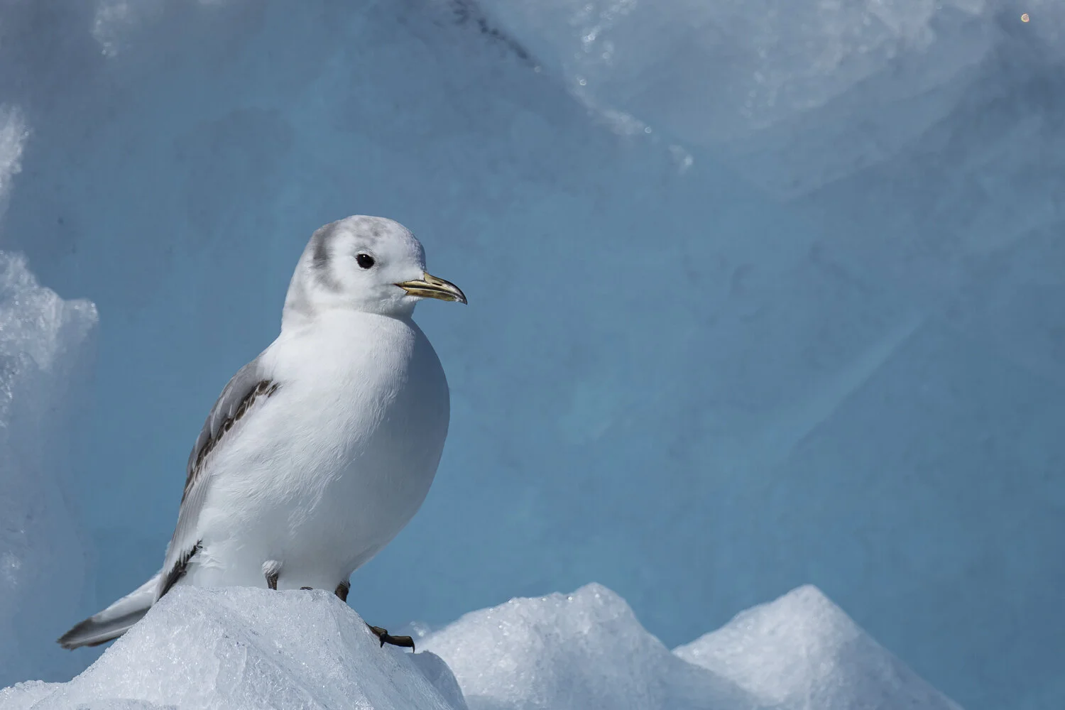 Svalbard 2020 (1 av 1)-9.jpg