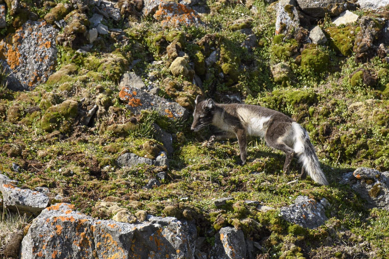 Svalbard 2020 (1 av 1)-12.jpg